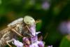 Atylotus rusticus